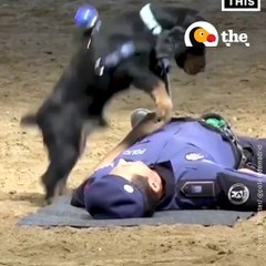 This police dog can perform CPR on people