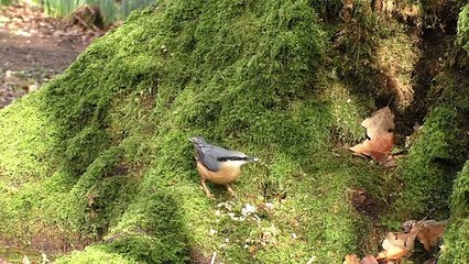 Bird Sounds for Cats : Birds Chirping and Wings Fluttering Fun