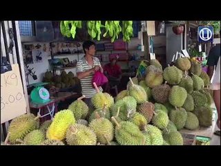 Nikmat durian dari pokok 120 tahun