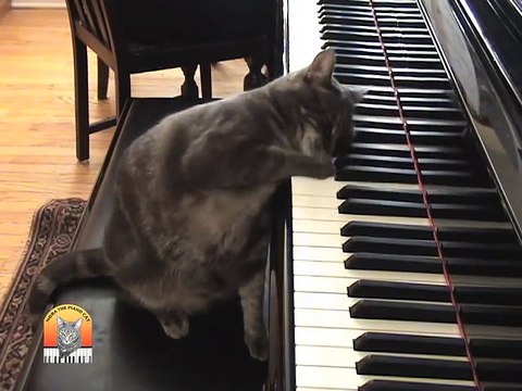 Nora The Original Practice Makes Purr-fect