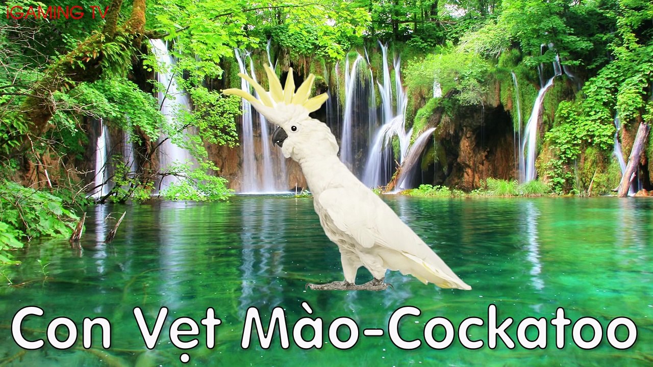 TÊN GỌI VÀ ÂM THANH CÁC LOÀI ĐỘNG VẬT: LEARNING NAME AND SOUND COLLECTION ANIMAL FOR KIDS