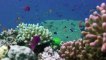 Great Barrier Reef with David Attenborough S01 - Ep02 Visitors - Part 01 HD Watch