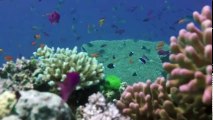 Great Barrier Reef with David Attenborough S01 - Ep02 Visitors - Part 01 HD Watch