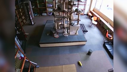 El sexto sentido de los gatos: huelen los temblores