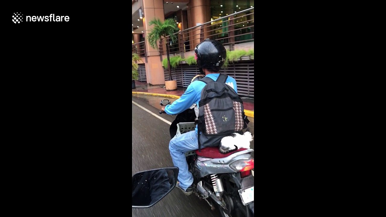 Dog in Hells Angel-style helmet rides shotgun on motorbike ... and puppies and cat come along for the ride, too