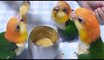 Parrot videos - parrots dancing - a funny parrot videos compilation    new hd