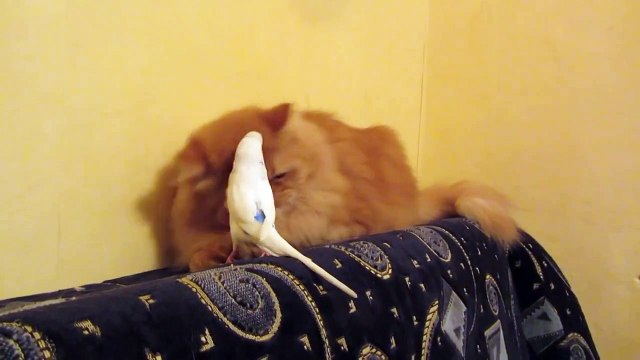 Попугай достает кота