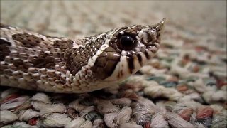Western Hognose snakes are adorable