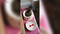 Funny Hedgehogs璉璉Spiky and Funny Hedgehogs Part 1 Funny Pets