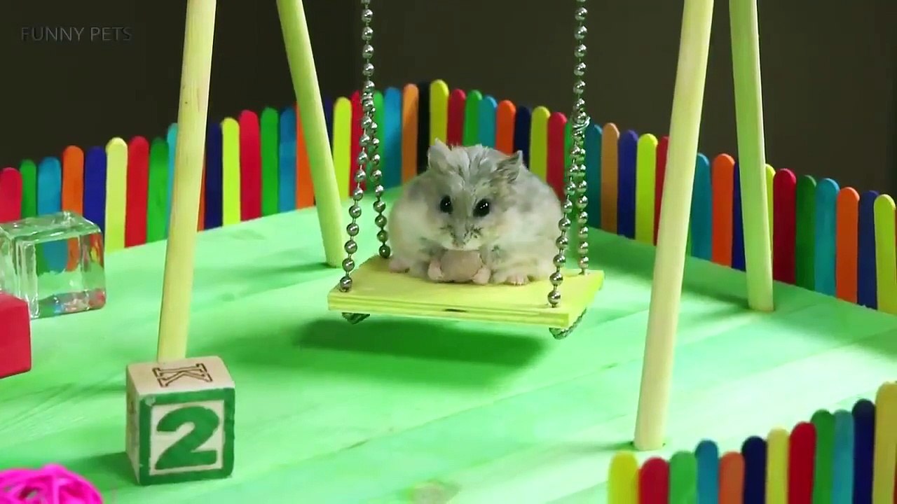 Funny Hamsters ★ Funny & Cute Hamsters Funny Pets