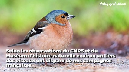 Les oiseaux disparaissent et c'est une catastrophe