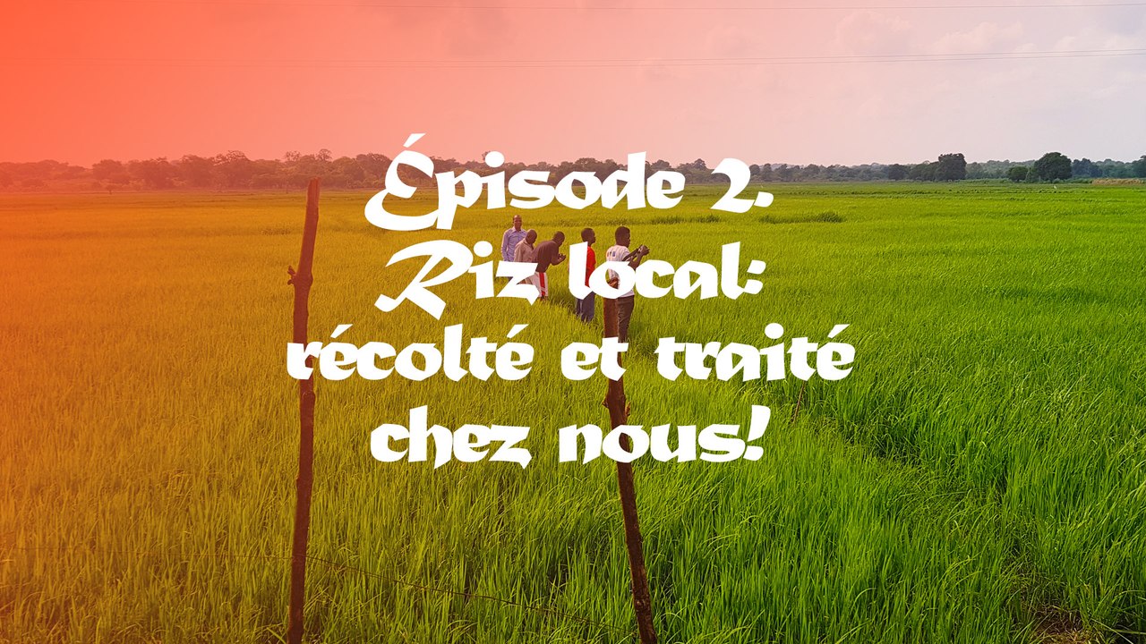 #Riz Local Episode 2. Recolté et traité chez no...
