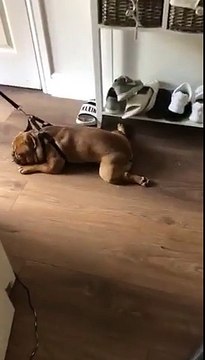 Quand ton chien veut pas sortir se balader lol