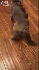 Con mèo bị sen tỉa tót cho bộ  lông thành con khủng long