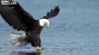 Eagle Catches Fish - High speed Video