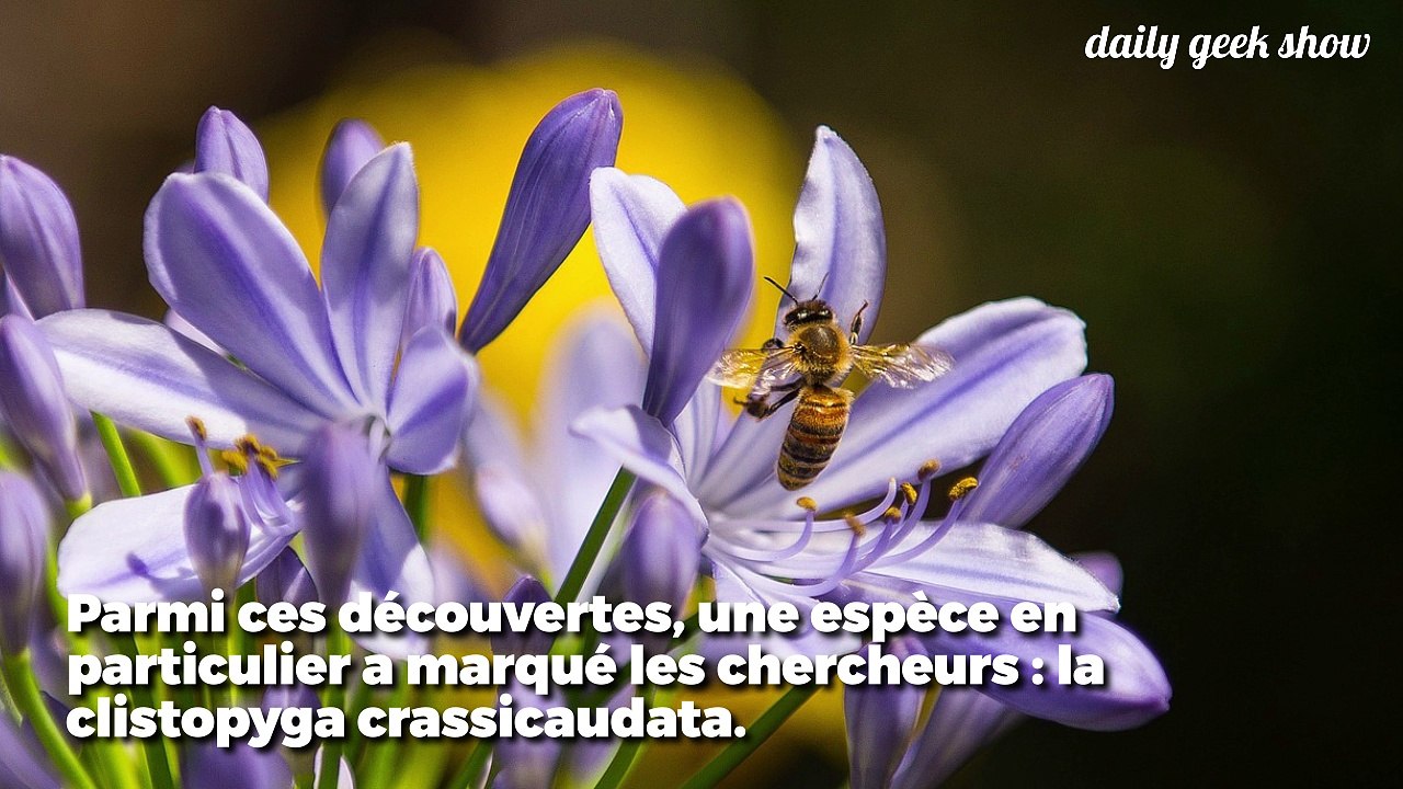 Cette guêpe effrayante utilise son dard géant pour pondre ses œufs dans d’autres animaux