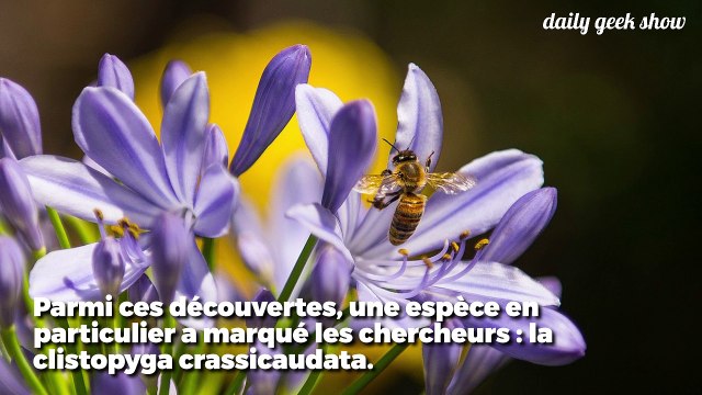 Cette guêpe effrayante utilise son dard géant pour pondre ses œufs dans d’autres animaux