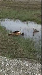 Deux oies protègent leurs petits d’un renard (Alaska)