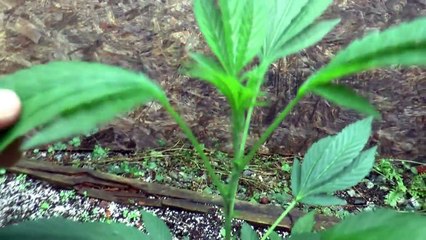 Identifying Male Plants