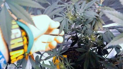 Grow Vlog Day 81 Bubba Kush and Green Crack