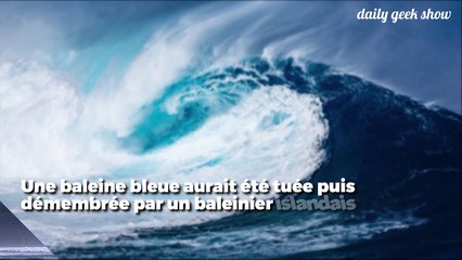 Espèce pourtant protégée depuis les années 60, une baleine bleue vient d’être abattue en Islande