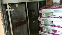 La Guardia Civil recupera 191 perros de un criadero ilegal en Madrid