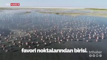 Tuz Gölü flamingo yavrularına ev sahipliği yapıyor