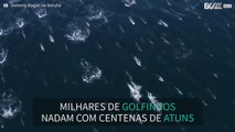 Drone capta golfinhos ao largo de San Diego