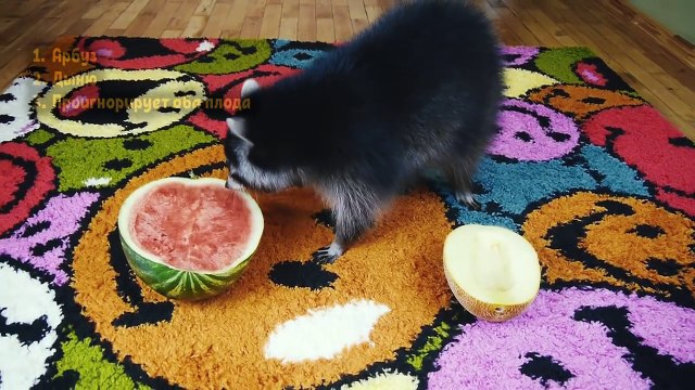 ЧТО ВЫБЕРЕТ ЕНОТ? Арбуз или дыню. Тест на ЛОГИКУ, тест на ИНТУИЦИЯ