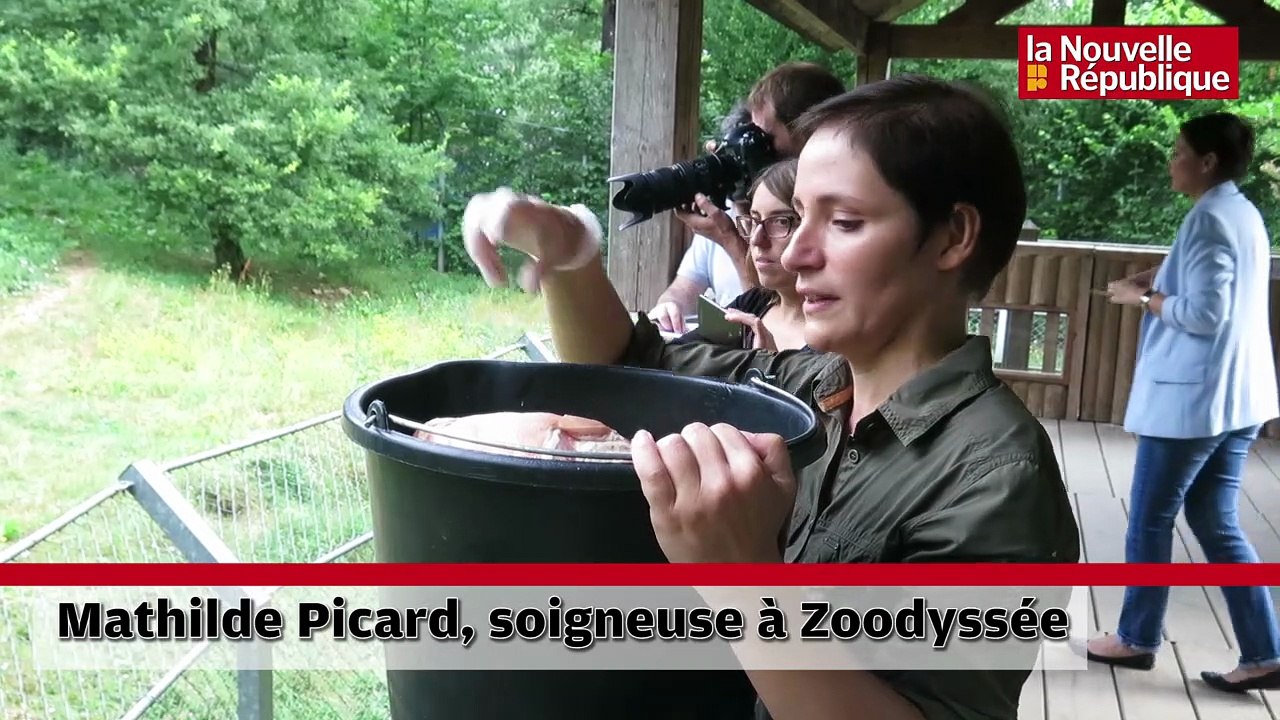 VIDEO. A Zoodyssée (Chizé), viandes crues pour loups et louveteaux