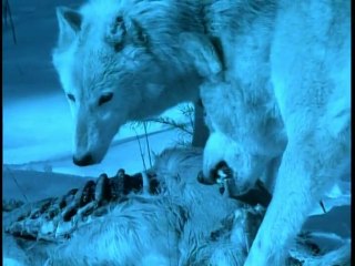 Legends of The Werewolves - In Search of History Documentary