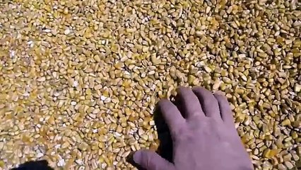 100 Yard Dove Shot Scope Cam