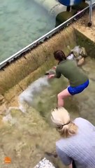 Elles aident un caneton perdu à retrouver sa maman