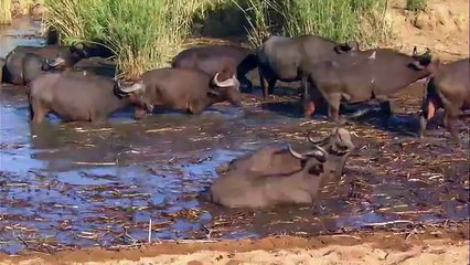 BUFFALOS | Animals for children. Kids videos. Kindergarten | Preschool learning