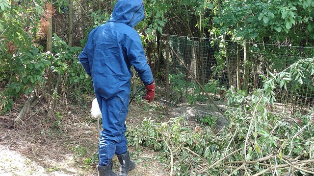 Intervention pompiers nids de guêpes