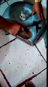 Un chaton avec la tête coincée dans un lavabo