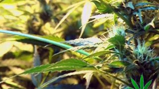 The Magic Weed History Of Marijuana