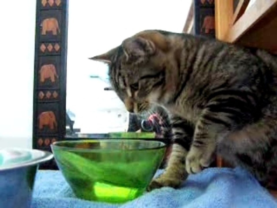 Le chat kamoinsoif