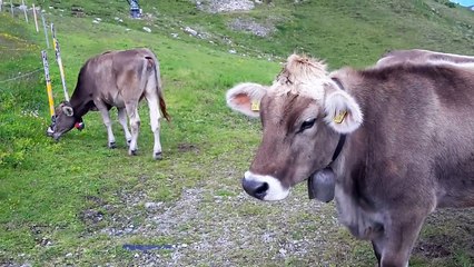 Alpejskie krowy - Alpine cows