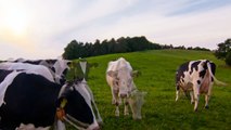 Kuh-Lapse - Zeitraffer mit Kühen :: a timelapse with cows