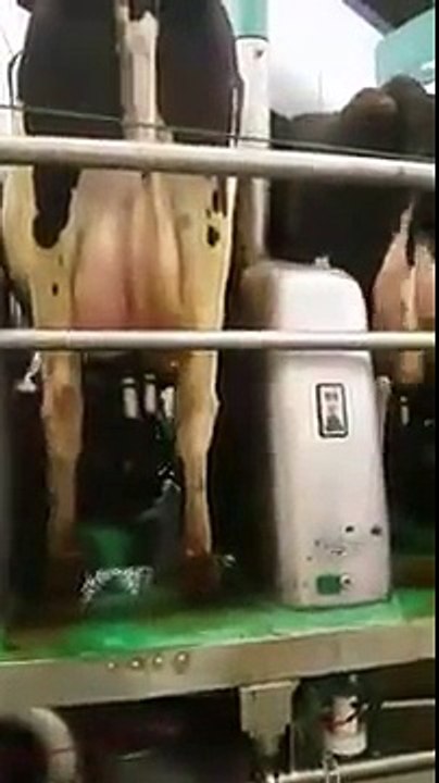 Automatic Cow Milking Machine(750 Cows Milked In 2.5 Hours )