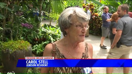 Corpse Flower Blooms at Michigan Botanical Garden