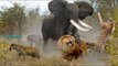 Smart Elephant Chasing Pack of Lions vs Wild Dogs