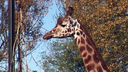 ULTIMATE Animals Video for Children