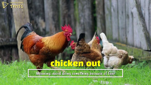 Chicken Out English Idioms And Phrases Video Dailymotion