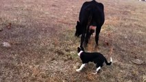 Border Collie herding milk cows on Myers Farm