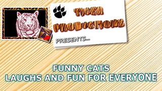Funny CATS LAUGHS and FUN for everyone Funny cat compilation