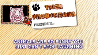 Animals are so funny you just can't stop laughing Funny animal compilation