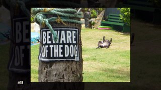 Dangerous Dogs Behind Beware Of Dog Signs