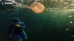 Spinning around: Watch a jellyfish latch onto a bubble ring blown by a diver
